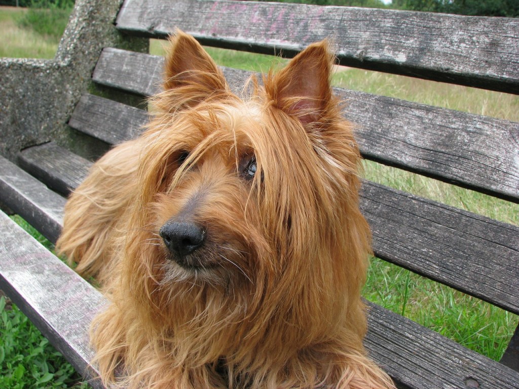 Terrier Australien race de chien