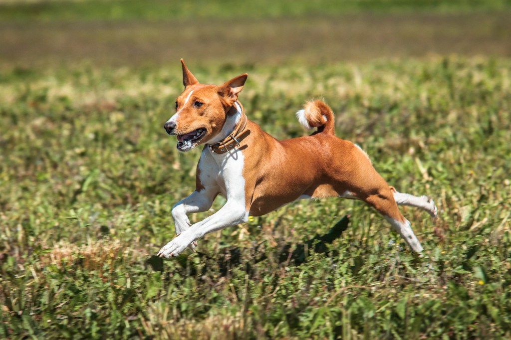 basenji race de chien