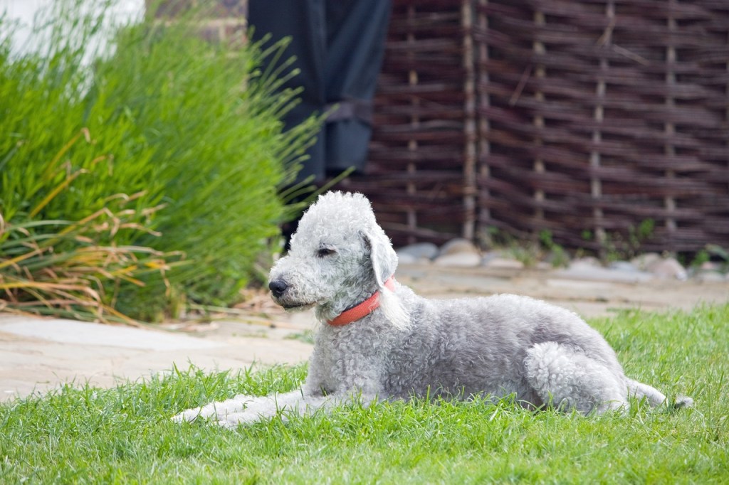 bedlington terrier race de chien