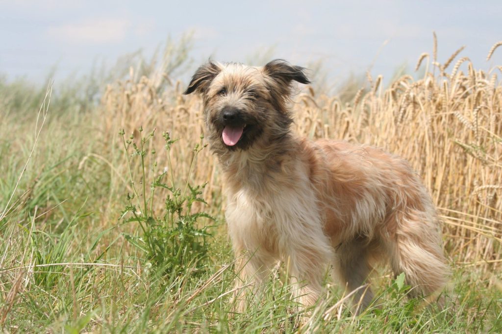 berger des pyrénées race de chien