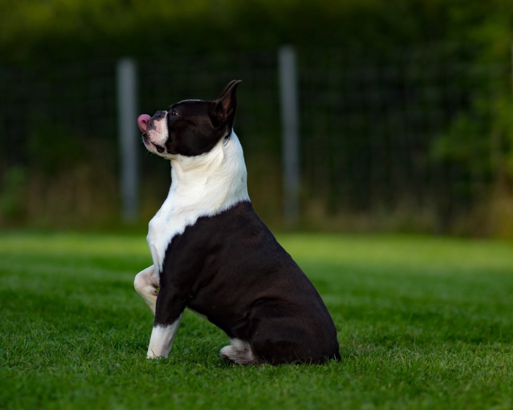 Boston Terrier race de chien