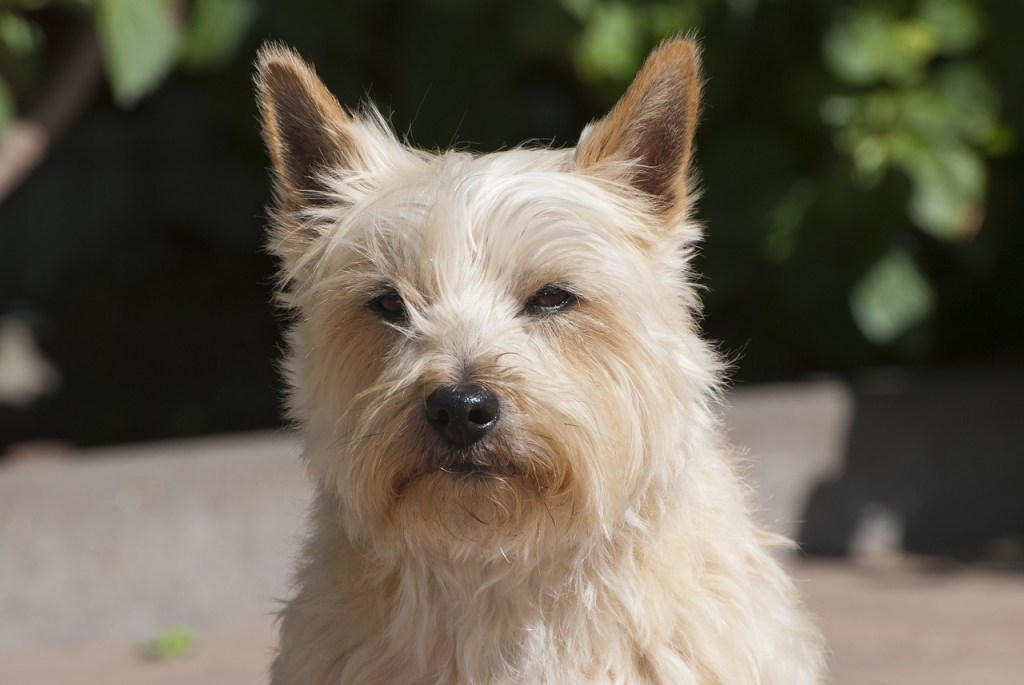 Cairn Terrier race de chien