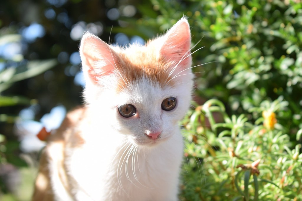 Les lettres de nom de chat par&nbsp;année