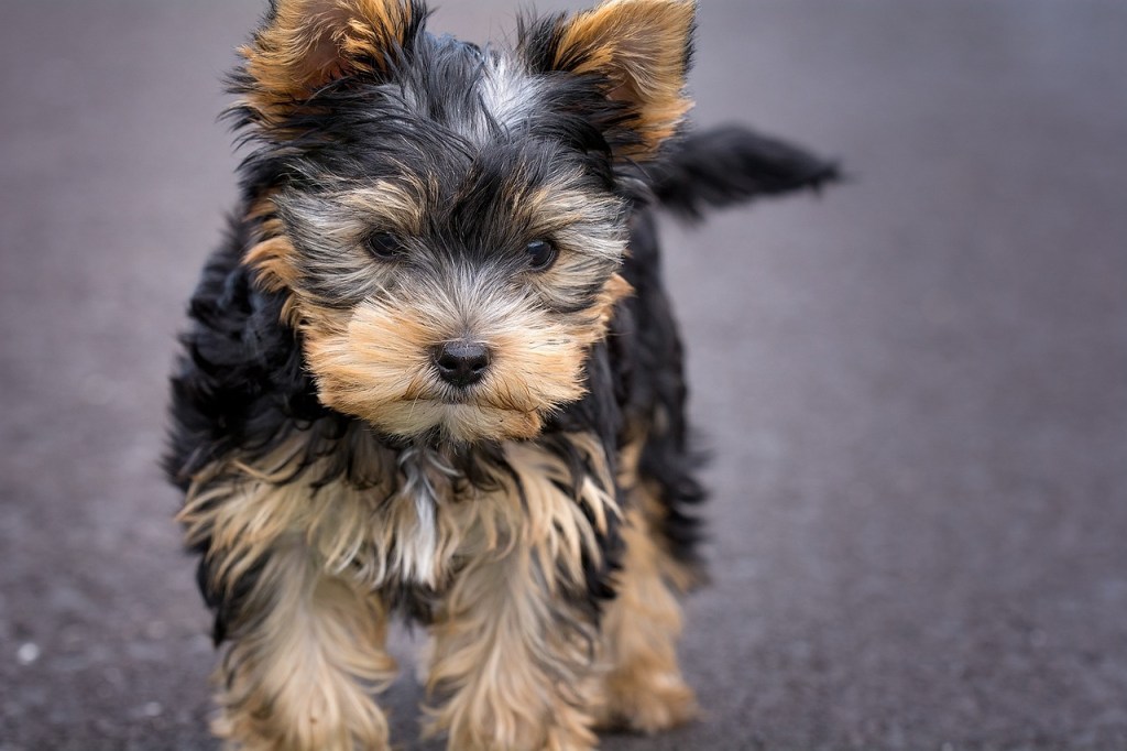 Yorkshire Terrier race de chien
