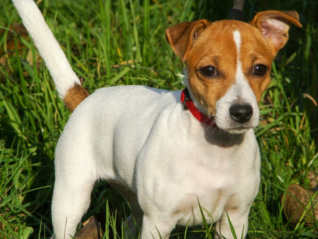 Jack Russell Terrier race de chien