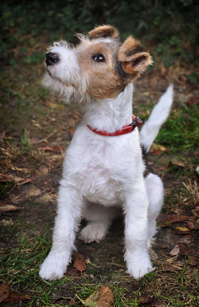 Fox terrier race de chien