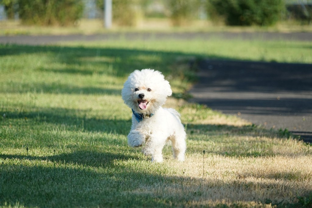 bichon à poil frisé race de chien