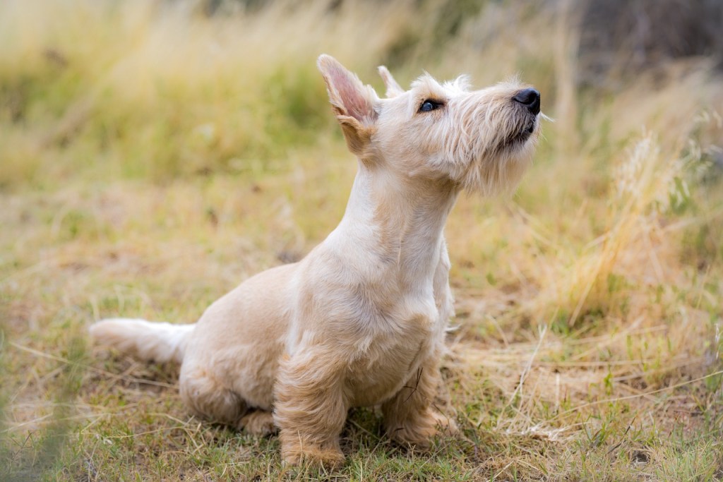 Sealyham Terrier race de chien