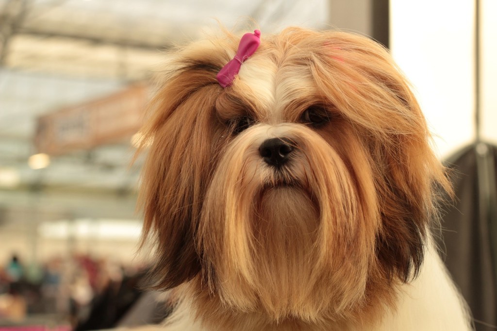 Lhassa Apso race de chien