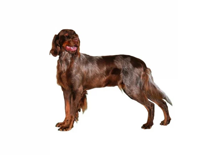 Epagneul Picard race de chien