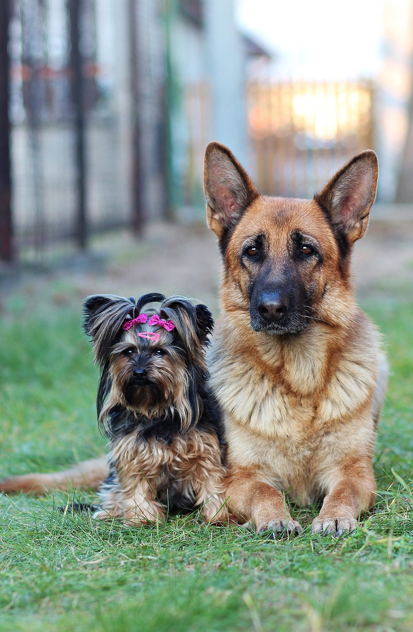 Toutes les races de&nbsp;chiens