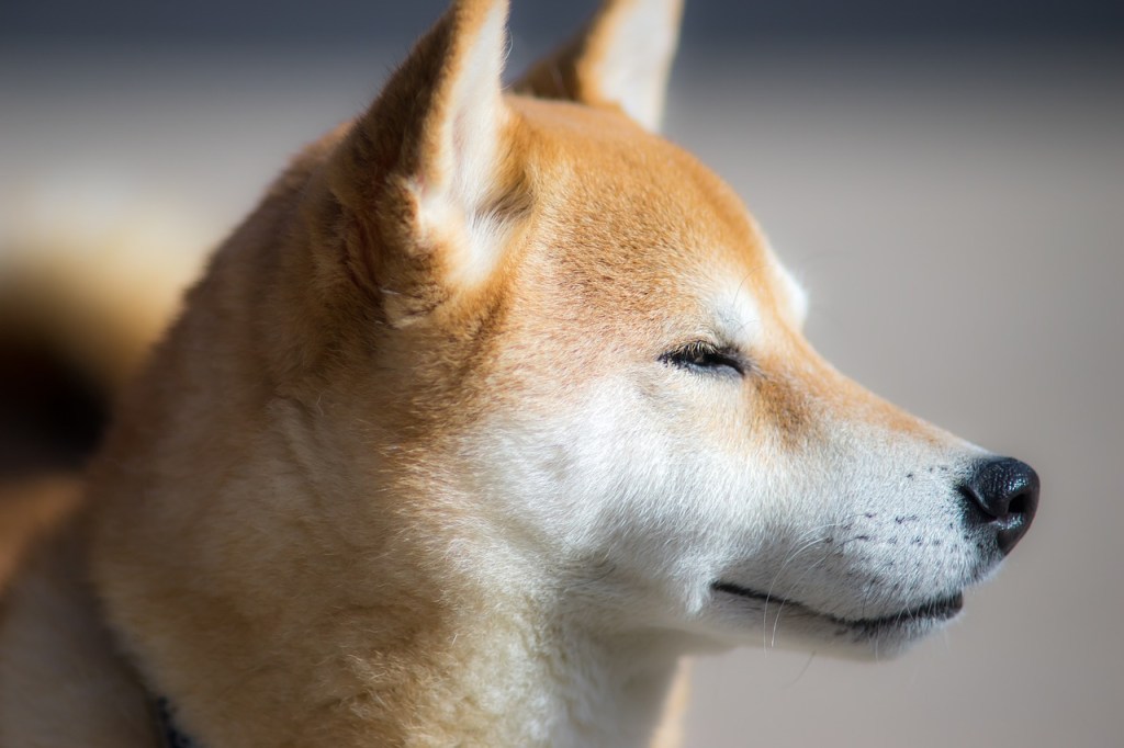 Shiba Inu race de chien