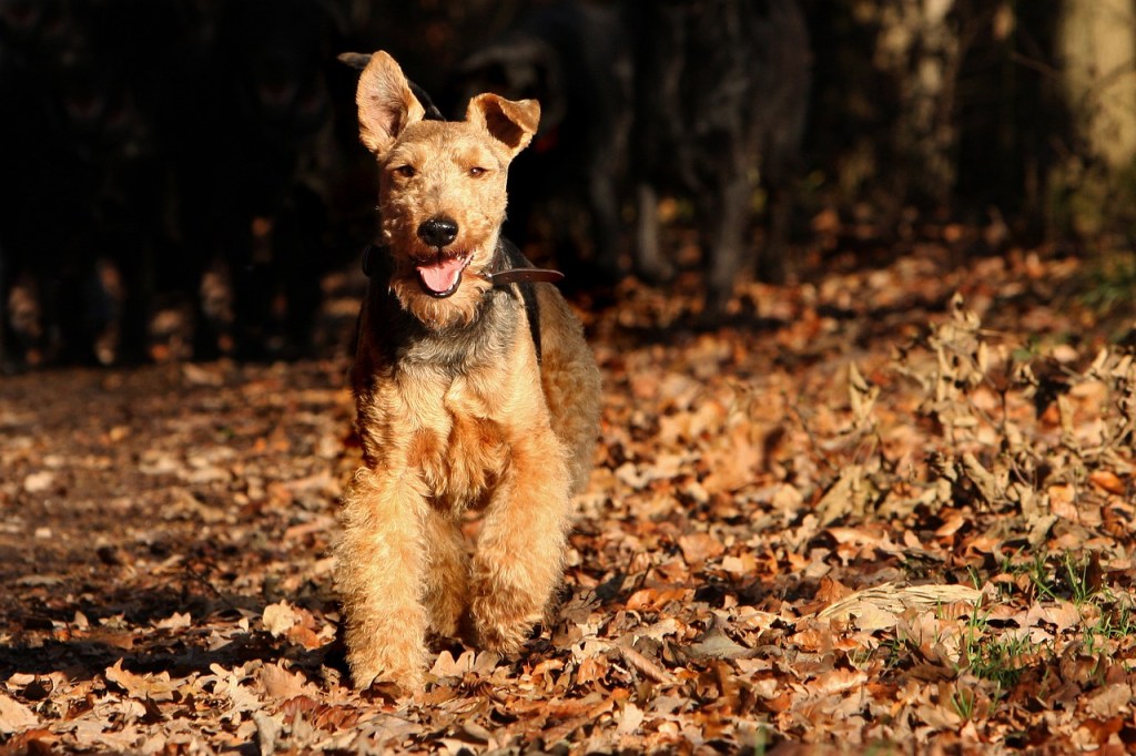 Welsh Terrier race de chien