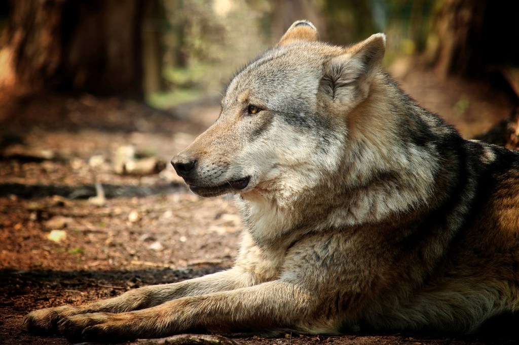 Le chien-loup : cet animal&nbsp;fascinant