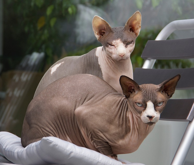 Les races de chats sans&nbsp;poils