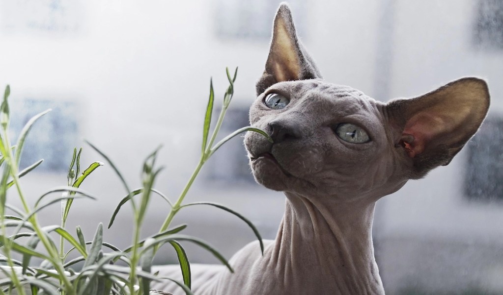 Donskoy vs Sphynx : quelles différences entre ces chats nus&nbsp;?